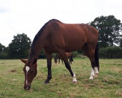 dressage horse Cassia d'oro (Westphalian, 2007, from Cassius Clay)