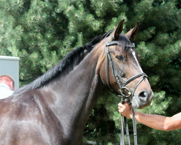 Zuchtstute Stella (Mecklenburger, 2009, von Sancisco)