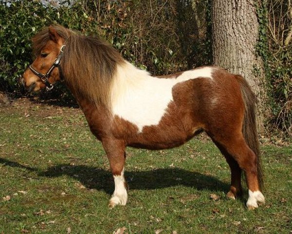 broodmare Pretty Lou vom Landhof (Shetland pony (under 87 cm), 2010, from Lucky v.d. Halve Maan)