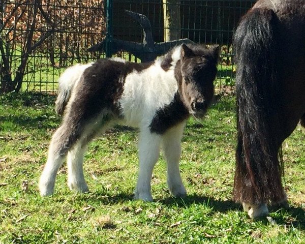 Pferd Lorenz vom Landhof (Shetland Pony (unter 87 cm), 2018, von Lennox vom Landhof)