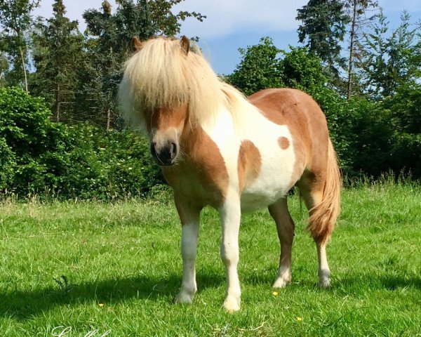 Pferd Princess-Chalina B (Shetland Pony (unter 87 cm), 2017, von Polaris von Weyhe)