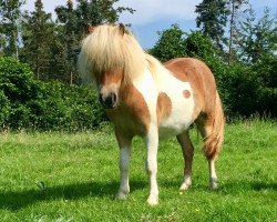 Pferd Princess-Chalina B (Shetland Pony (unter 87 cm), 2017, von Polaris von Weyhe)