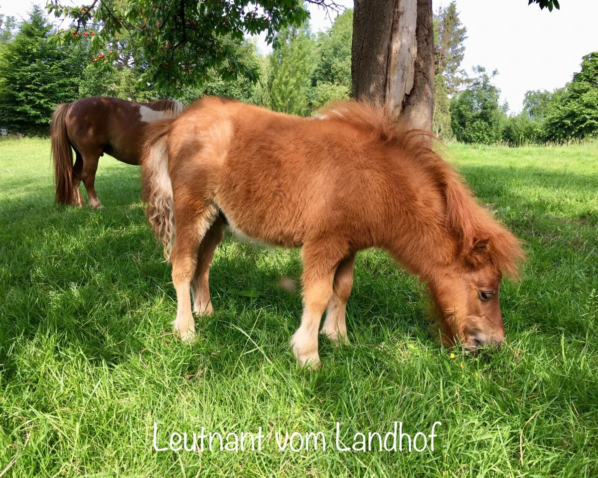 horse Leutnant vom Landhof (Shetland pony (under 87 cm), 2018, from Lennox vom Landhof)