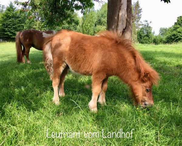 Pferd Leutnant vom Landhof (Shetland Pony (unter 87 cm), 2018, von Lennox vom Landhof)