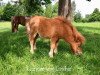 Pferd Leutnant vom Landhof (Shetland Pony (unter 87 cm), 2018, von Lennox vom Landhof)