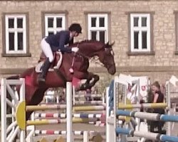 Springpferd Keep your Dream MB (Trakehner, 2007, von Buddenbrock)