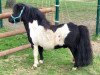 stallion Braveheart of Dream Fields (Shetland pony (under 87 cm), 2008, from Morjoy Nickel)