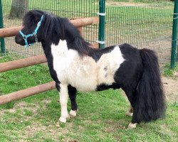 Deckhengst Braveheart of Dream Fields (Shetland Pony (unter 87 cm), 2008, von Morjoy Nickel)