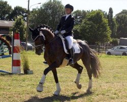 dressage horse Sidontini (Oldenburg, 2014, from San Amour I)