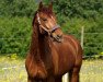 dressage horse Diamo M (Württemberger, 2011, from Don Diamond)