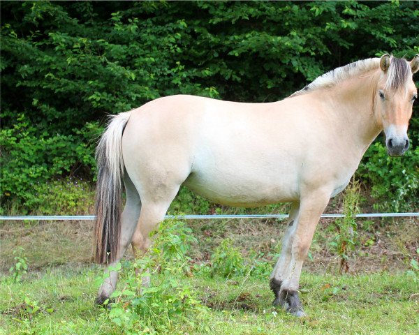 broodmare Calvia (Fjord Horse, 2014, from Kalino)