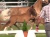 broodmare Nonplusultra B (German Riding Pony, 2018, from Fs Numero Uno)