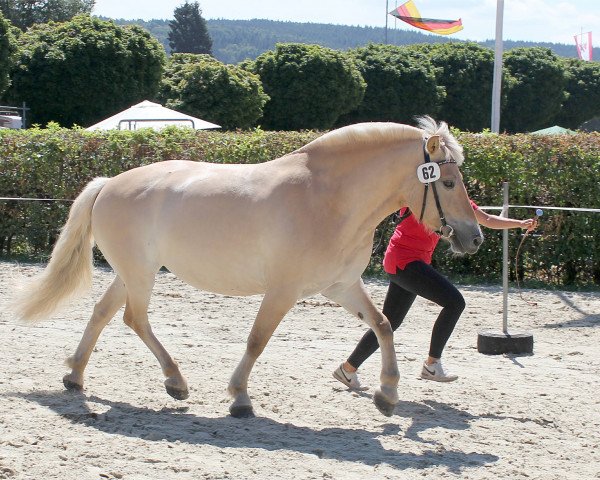 horse Laurina (Fjord Horse, 2008, from Dexter)