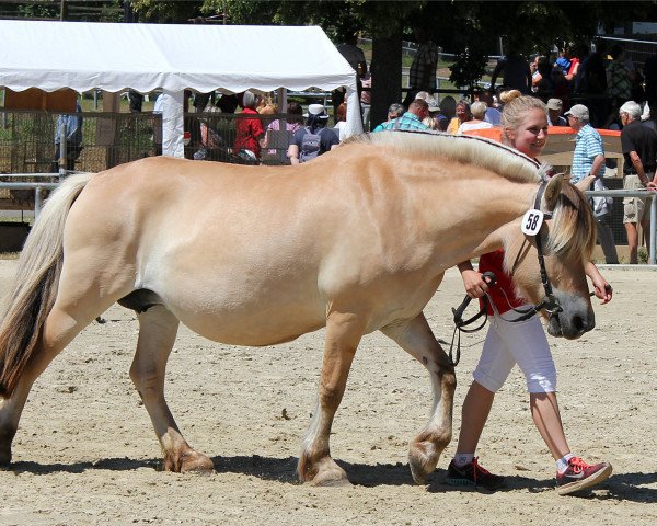 Zuchtstute Joelle (Fjordpferd, 2010, von Dylan)