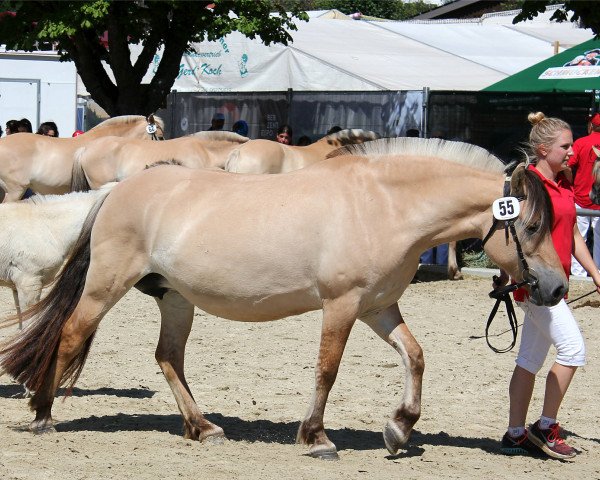 broodmare Lara (Fjord Horse, 2011, from Vacceur)