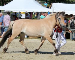 broodmare Helvi (Fjord Horse, 2014, from Stedjeblakken)