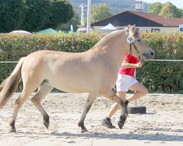 broodmare Janica (Fjord Horse, 2015, from Kvest Halsnæs)