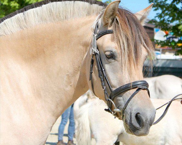 Zuchtstute Loina (Fjordpferd, 2013, von Kvest Halsnæs)