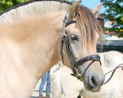 broodmare Loina (Fjord Horse, 2013, from Kvest Halsnæs)