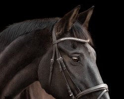 dressage horse Alagon (German Sport Horse, 2003, from Alassio)