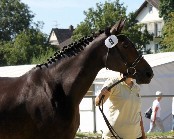 broodmare Empire of Magic 2 (Hanoverian, 2009, from Euroking)