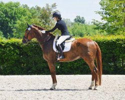 dressage horse Eden 14 (Rhinelander, 2013, from Ehrenstolz)