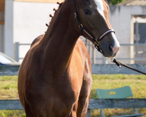 dressage horse Sweet Destiny (Württemberger, 2018, from Secret)