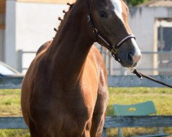 dressage horse Sweet Destiny (Württemberger, 2018, from Secret)