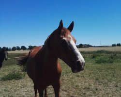 broodmare Gwenn (Hanoverian, 2002, from Galvano)