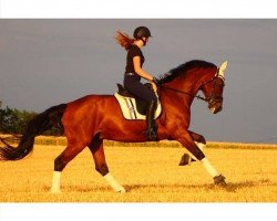 dressage horse Balu 502 (Zweibrücken, 1998, from Lacantus)