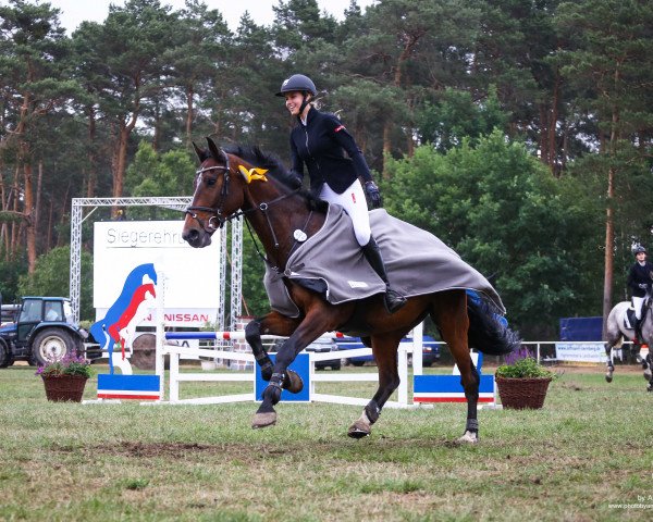 jumper Laverik (German Sport Horse, 2009, from Leo von Faelz)