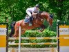 jumper Carlos 780 (German Sport Horse, 2013, from Casdorff)