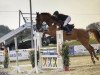 jumper Bacaro (Oldenburg show jumper, 2004, from Baloubet du Rouet)