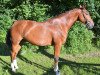 dressage horse Cortino 53 (Holsteiner, 2010, from Corrido 4)