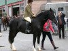 Dressurpferd Thorneyside Kestrel (Welsh-Cob (Sek. D), 2006, von Thorneyside the Gladiator)