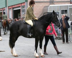 Dressurpferd Thorneyside Kestrel (Welsh-Cob (Sek. D), 2006, von Thorneyside the Gladiator)