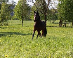 jumper Valino (German Sport Horse, 2016, from Dree Boeken's Vivian)