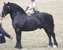 Deckhengst Thorndonpark Jet (Welsh-Cob (Sek. D), 1991, von Nebo Prince)