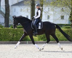 dressage horse Raban 30 (Mecklenburg, 2010, from Rodiste)