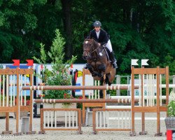 jumper Broere Wing (KWPN (Royal Dutch Sporthorse), 2003)