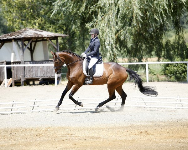 dressage horse Hilde N (Hanoverian, 2010, from Hofrat)