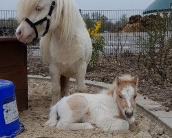 broodmare Bayerns Trixi (Dt.Part-bred Shetland pony, 2010, from Wake up van de Zandhoven)