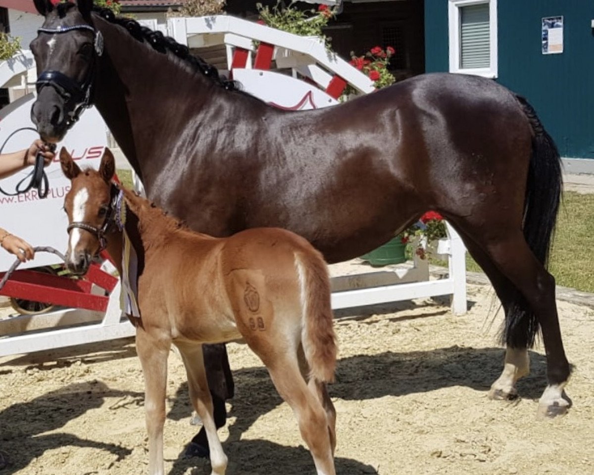 broodmare Noble Rose E (German Riding Pony, 2018, from Numerus Clausus)