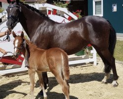 broodmare Noble Rose E (German Riding Pony, 2018, from Numerus Clausus)