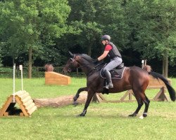 dressage horse Harmony (Trakehner, 2014, from Oliver Twist)