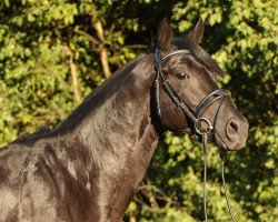 Springpferd Aldebaran 41 (Trakehner, 2015, von Sixtus)