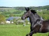 dressage horse Donald 570 (Oldenburg, 2012, from De Niro)