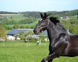 dressage horse Donald 570 (Oldenburg, 2012, from De Niro)