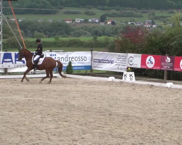 Reitturnier Hünsdorf-Ecurie Josy Hoffmann 2017