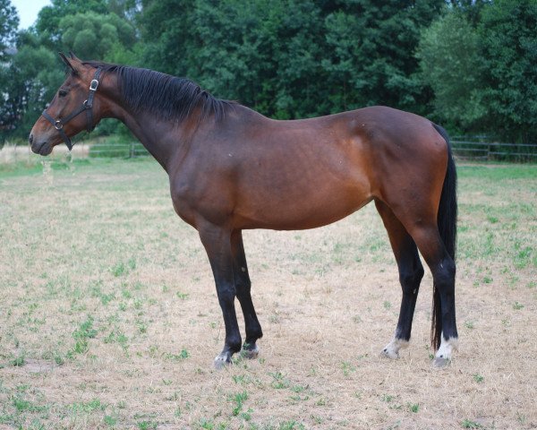 broodmare Samira (Oldenburg, 2005, from Stedinger)